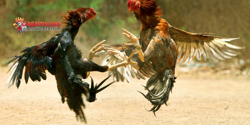 Bệnh thường gặp ở gà chọi