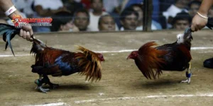 Bệnh thường gặp ở gà chọi