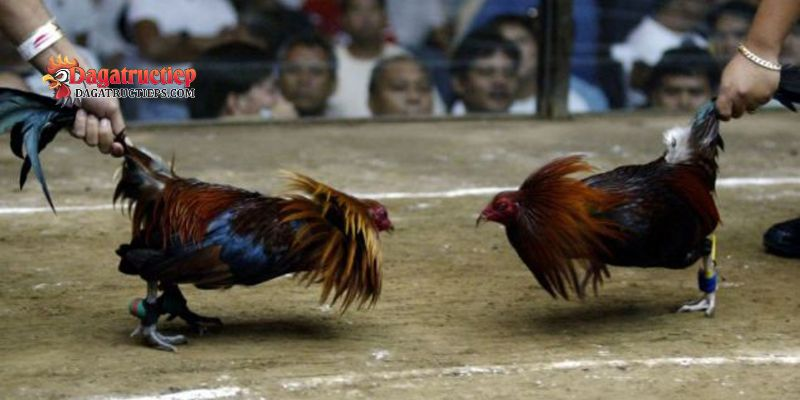 Bệnh thường gặp ở gà chọi