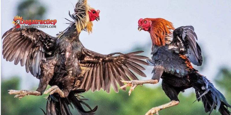 Các loại mào gà đá