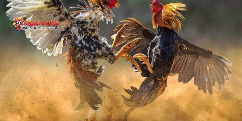 Các loại mào gà đá