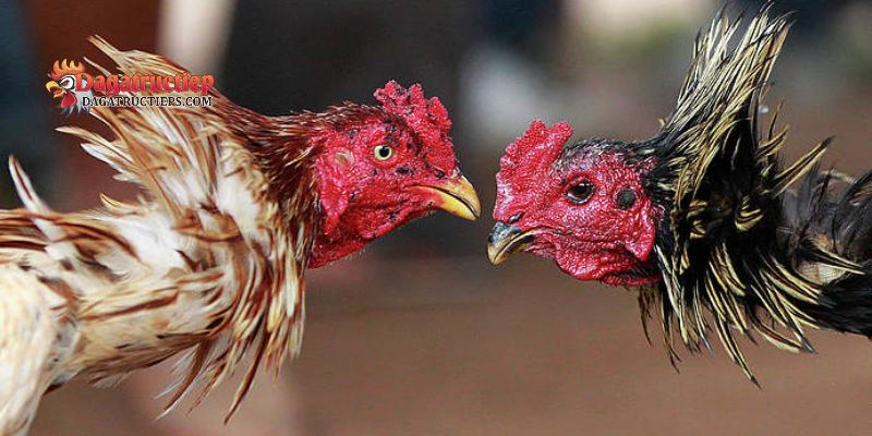Cách thả gà đá Thomo