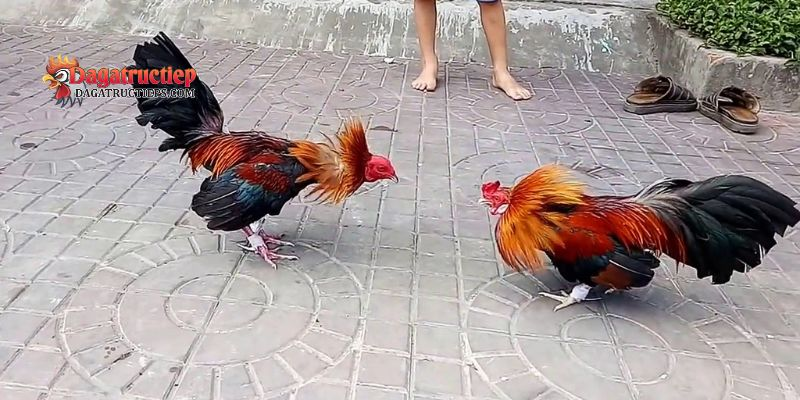 Ép cân gà trước khi đá Thomo