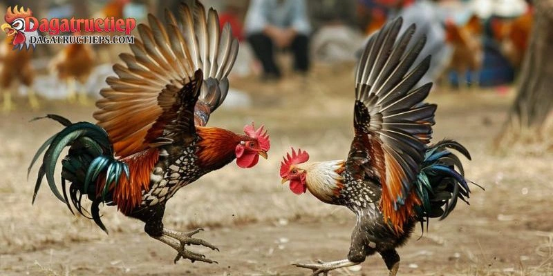 Gà chọi đá mé