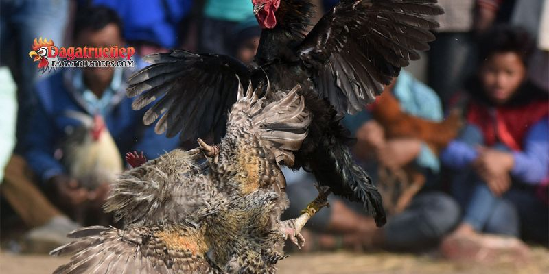 Kỹ thuật vào nghệ cho gà đá cựa