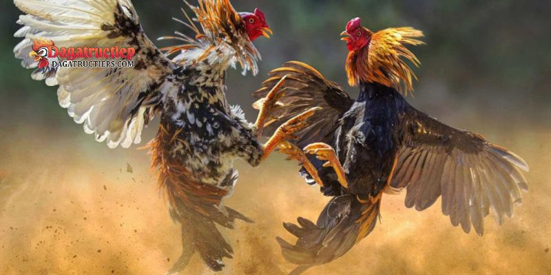 Kỹ thuật vào nghệ cho gà đá cựa