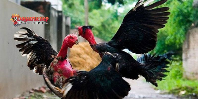 Nhận biết dòng gà đá chuẩn