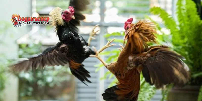 Nhận biết dòng gà đá chuẩn