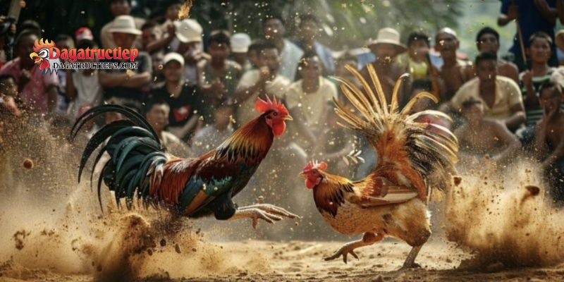 Nuôi gà đá cựa sắt khỏe mạnh