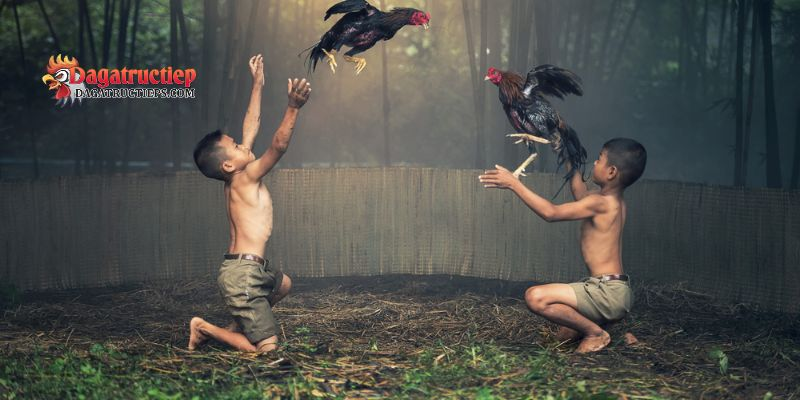 Nuôi gà đá cựa sắt khỏe mạnh