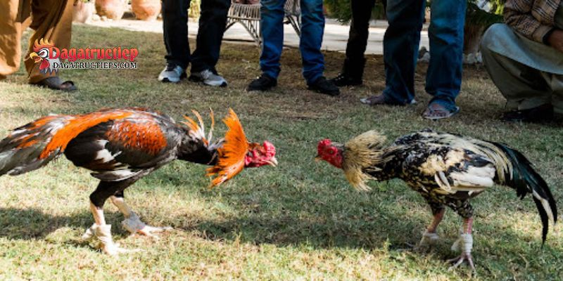 Nuôi gà đá cựa sắt khỏe mạnh