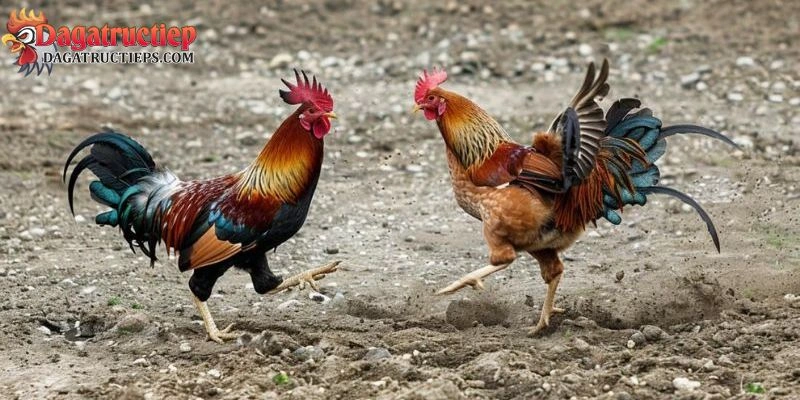 Nuôi gà đá mau tới pin