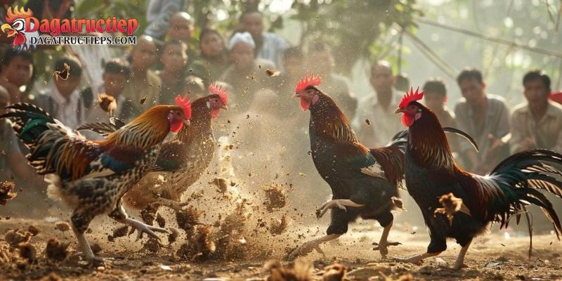 Nuôi gà đá mau tới pin