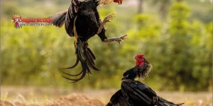 Tập lực cho gà chọi