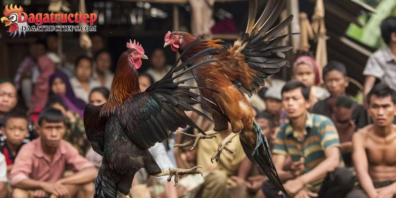 Thuật ngữ đá gà cựa sắt