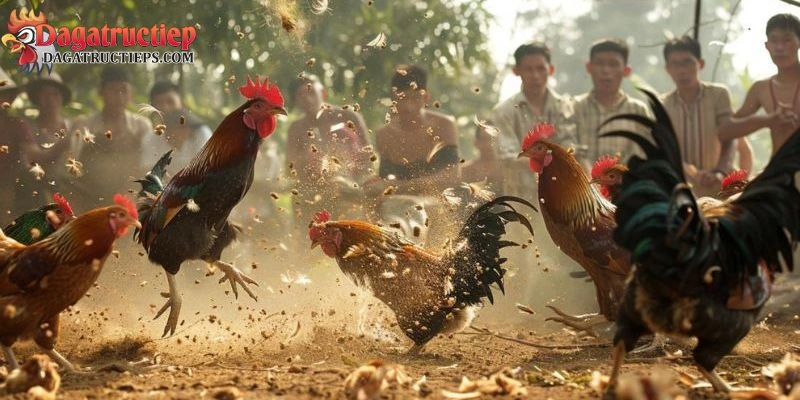 Thuốc bổ cho gà đá cựa sắt