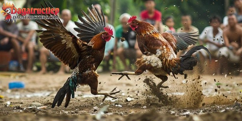 Trường gà Thomo Campuchia