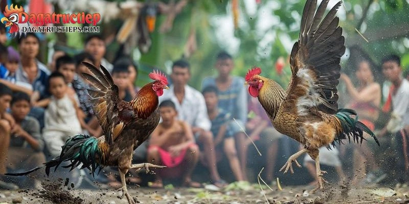 Trường gà Thomo Campuchia