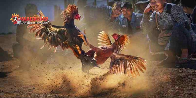 Xem vảy gà đá cựa sắt