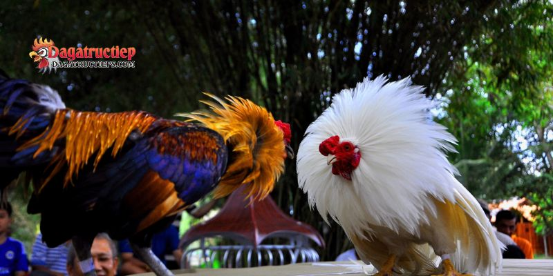 Xem vảy gà đá cựa sắt
