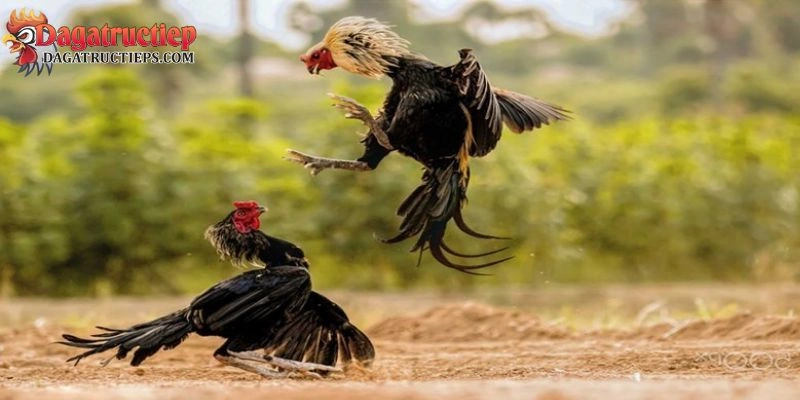 Đá gà trực tiếp