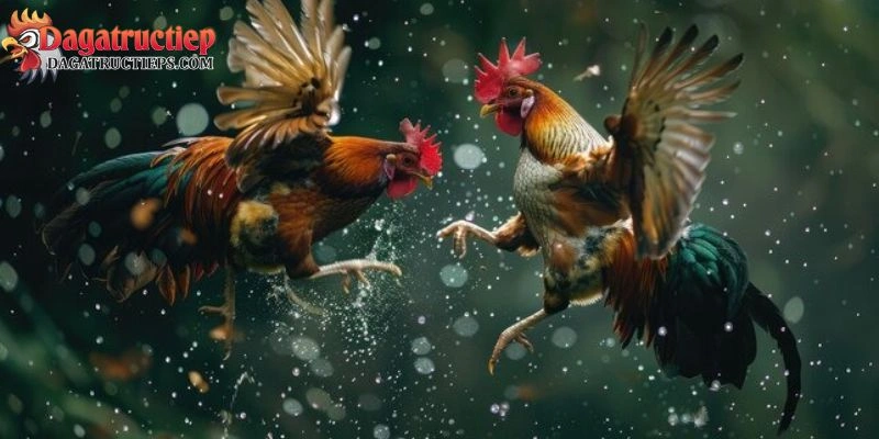 Đá gà trực tiếp